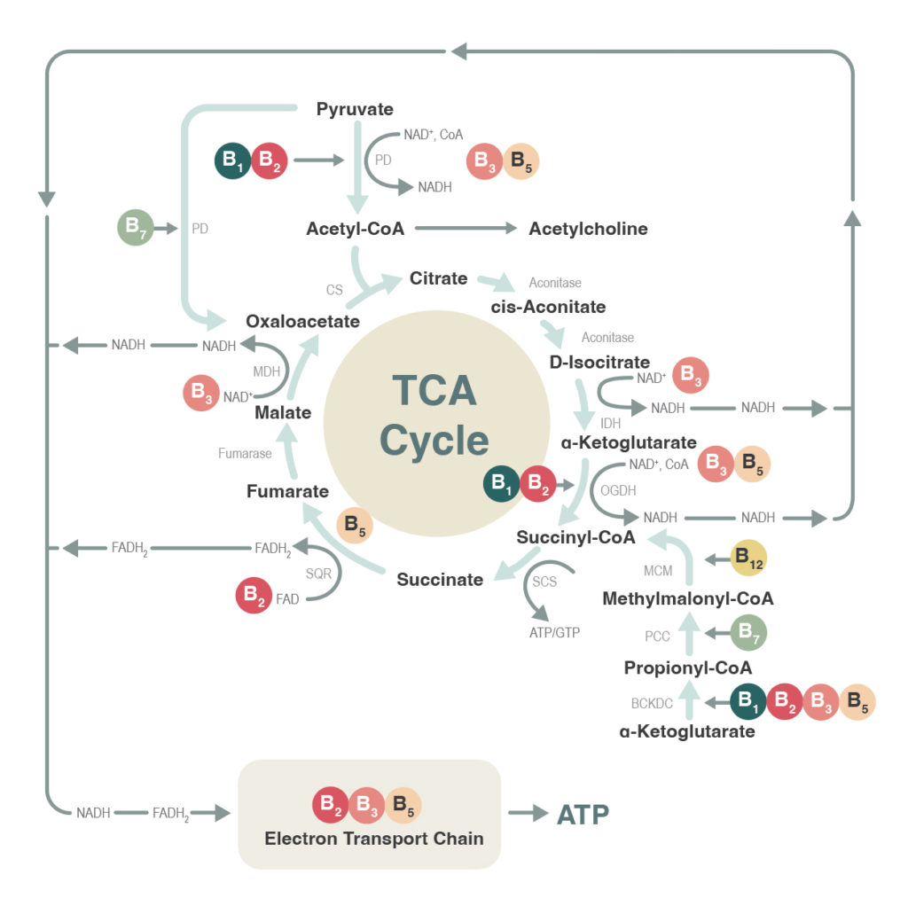 TCA Cycle Info Graphic