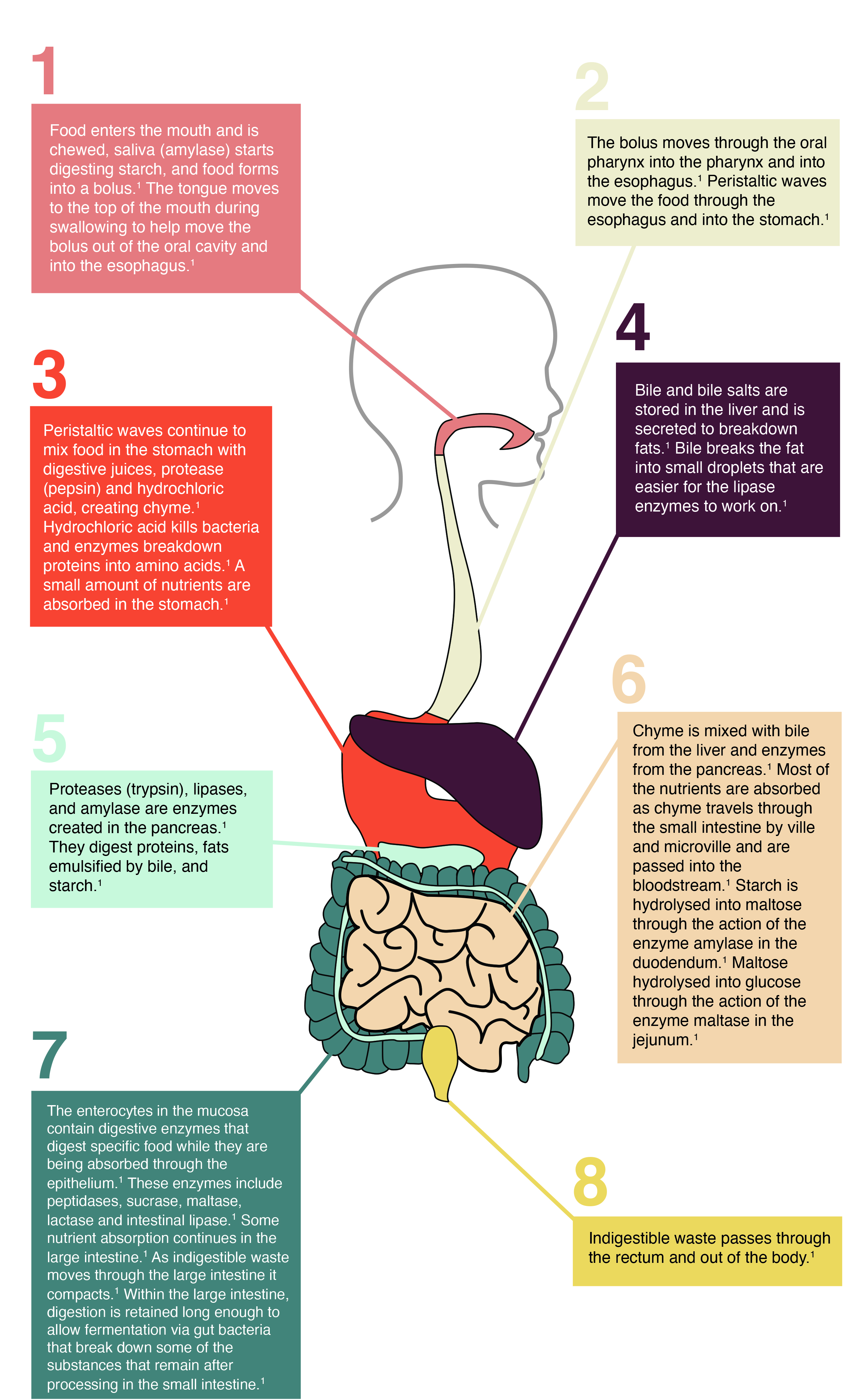 Digestive System Info Graphic