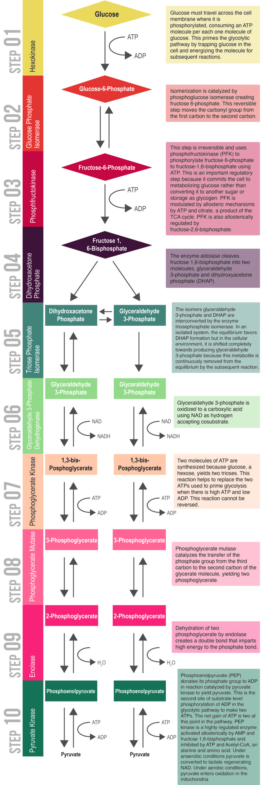 Glycolysis Info Graphic