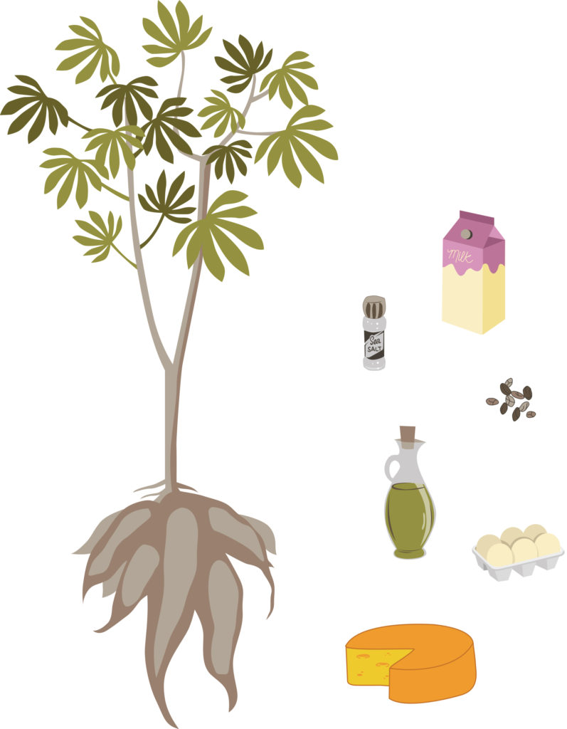 Yuca Bread Ingredient Illustration